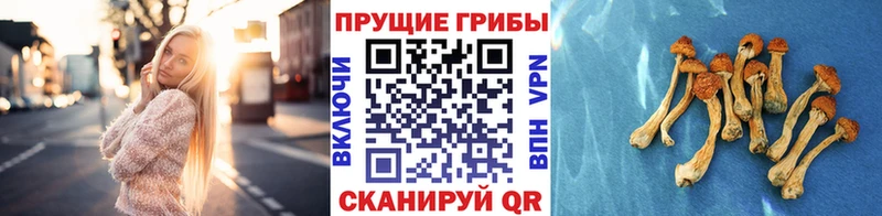 сколько стоит Лянтор Галлюциногенные грибы Psilocybe